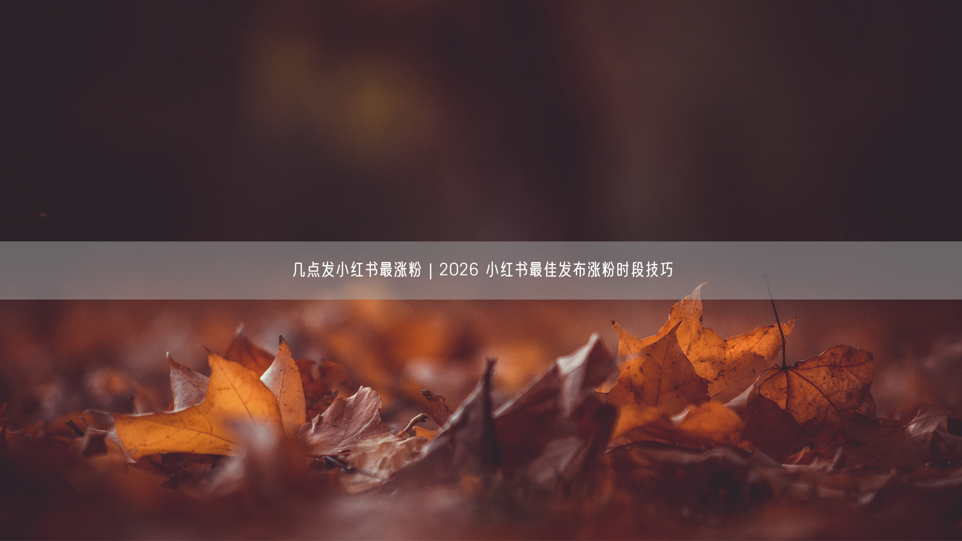 2026小红书黄金时段揭秘：发布时间+涨粉技巧全攻略