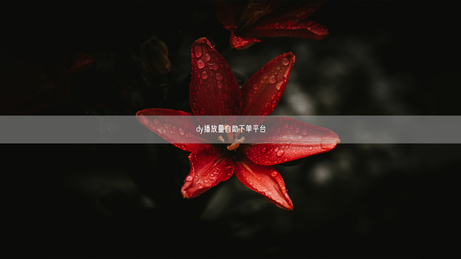 dy播放量自助下单平台