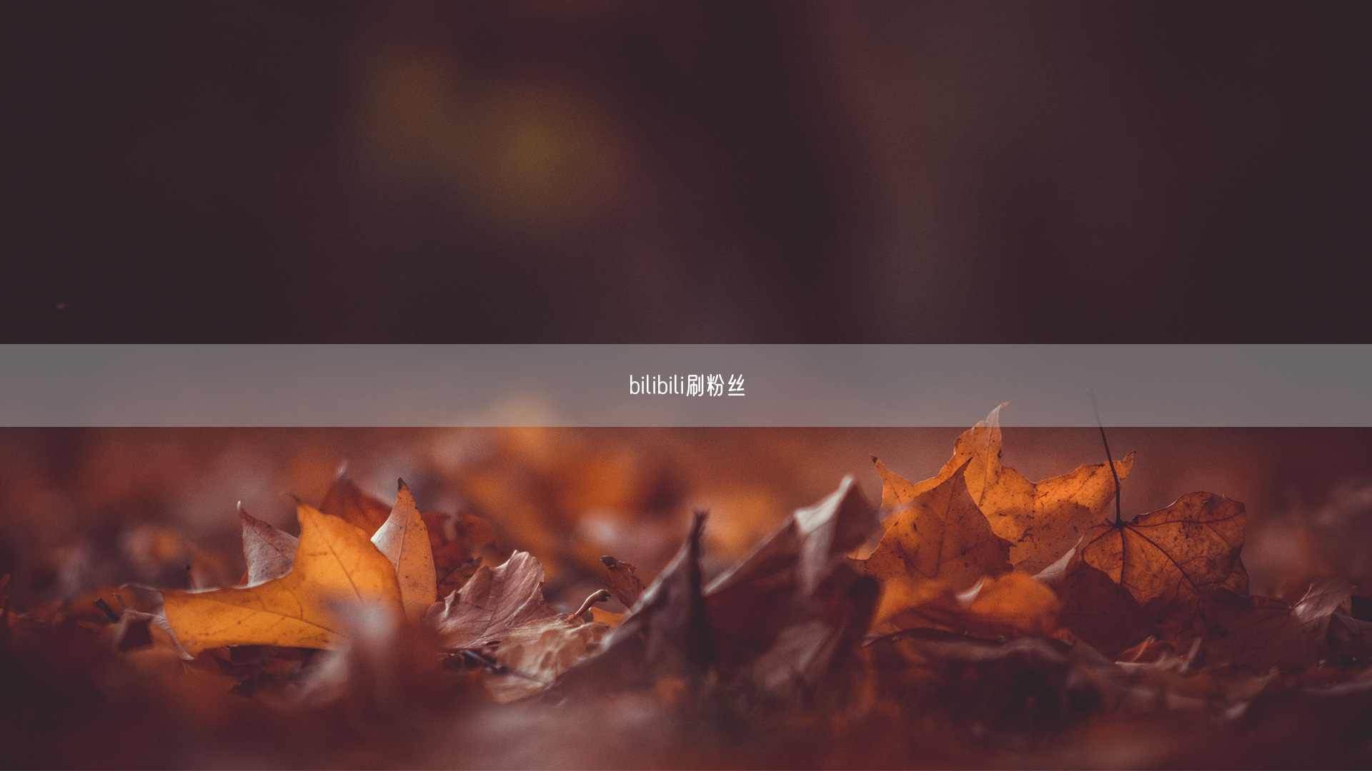 bilibili刷粉丝