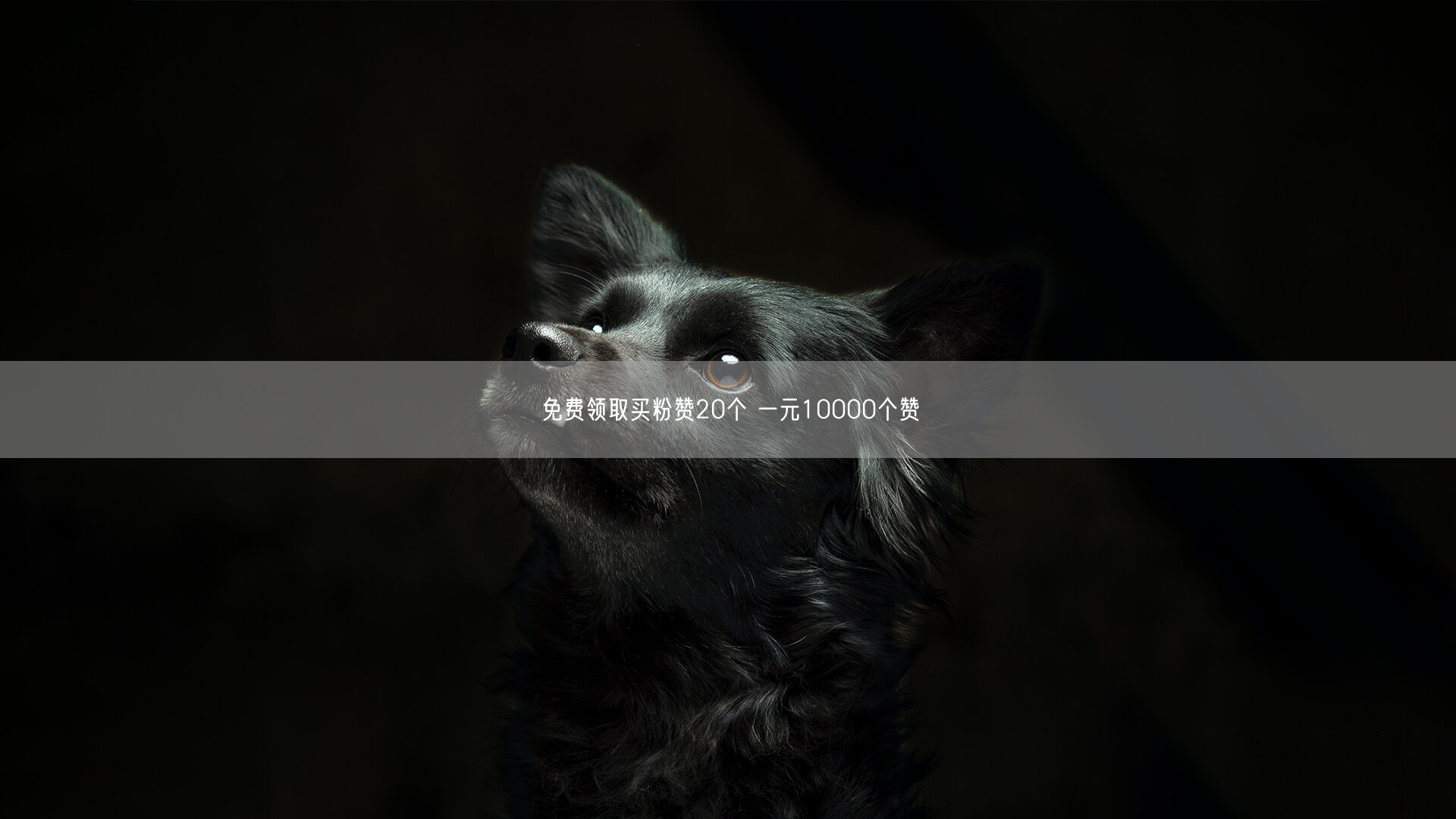 免费领取买粉赞20个 一元10000个赞