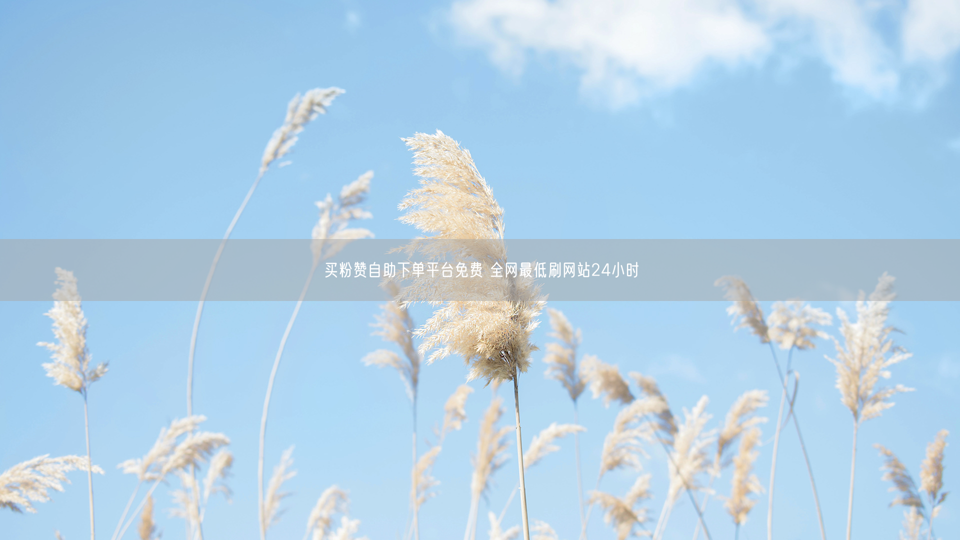 买粉赞自助下单平台免费 全网最低刷网站24小时
