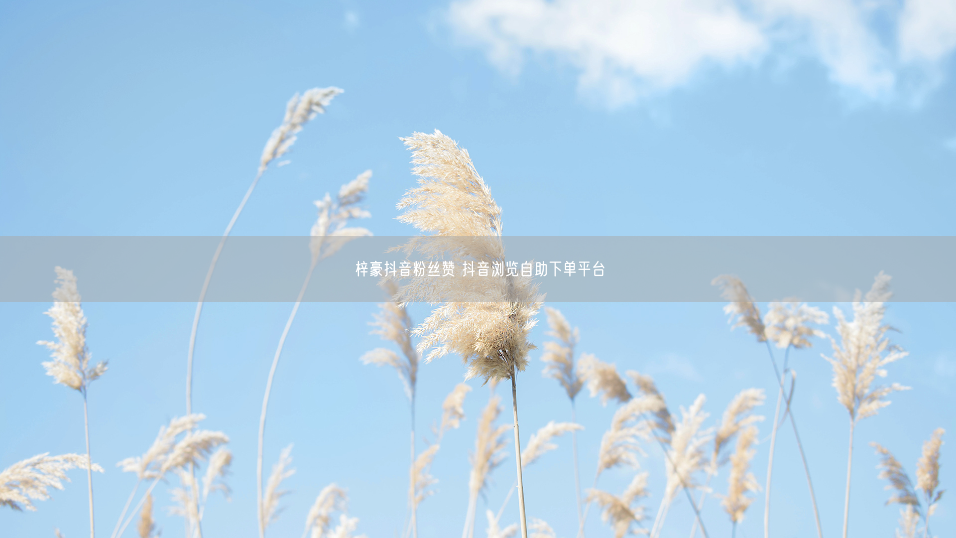 梓豪抖音粉丝赞 抖音浏览自助下单平台