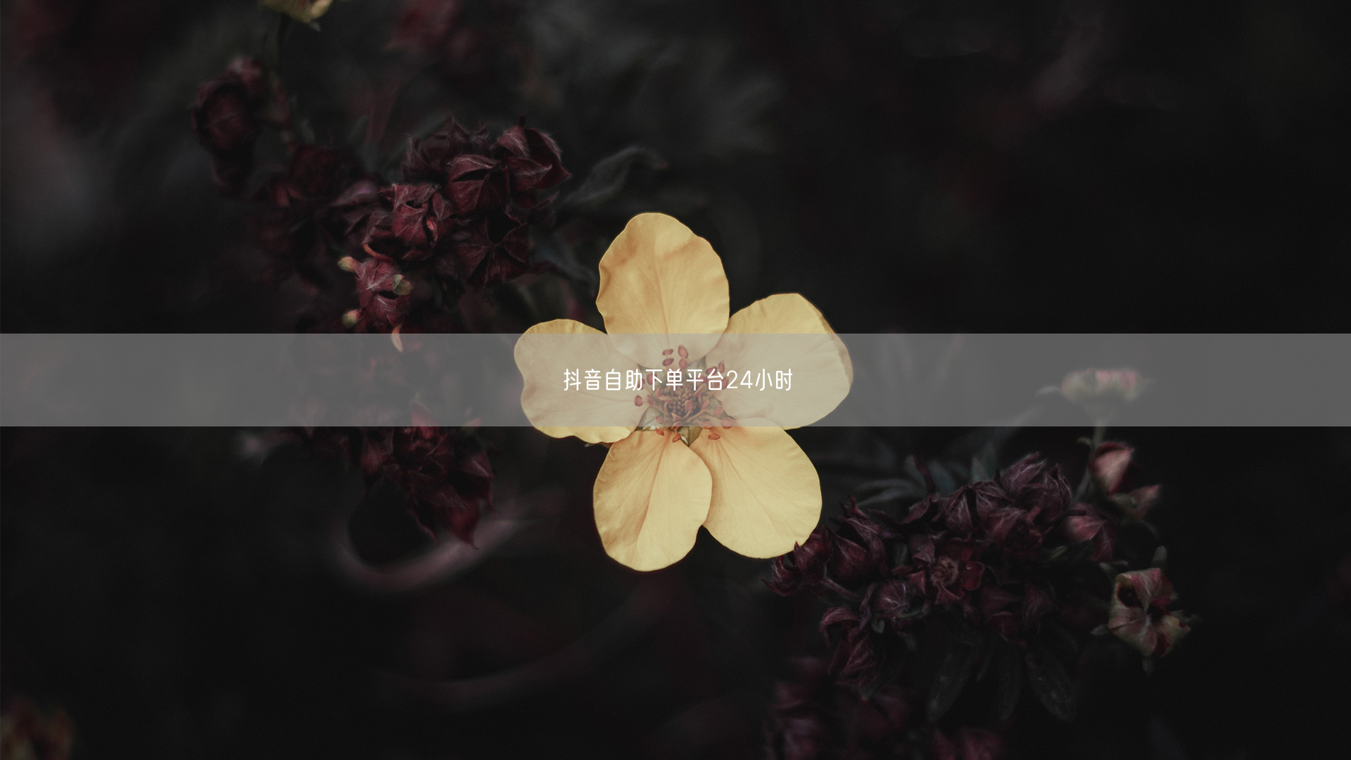 抖音自助下单平台24小时